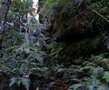 120px_rainforest_bluemountainsnsw.jpg - 4.50 KB